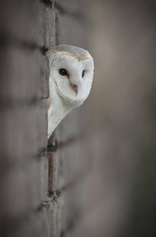 Barn Owl Poster featuring the photograph Barn Owl by Andy Astbury