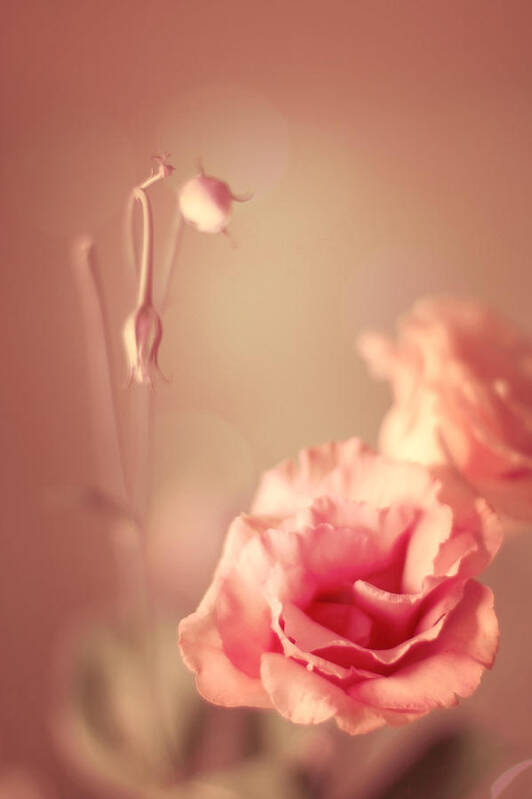 Vintage Poster featuring the photograph Beautiful peach vintage flowers by Ethiriel Photography