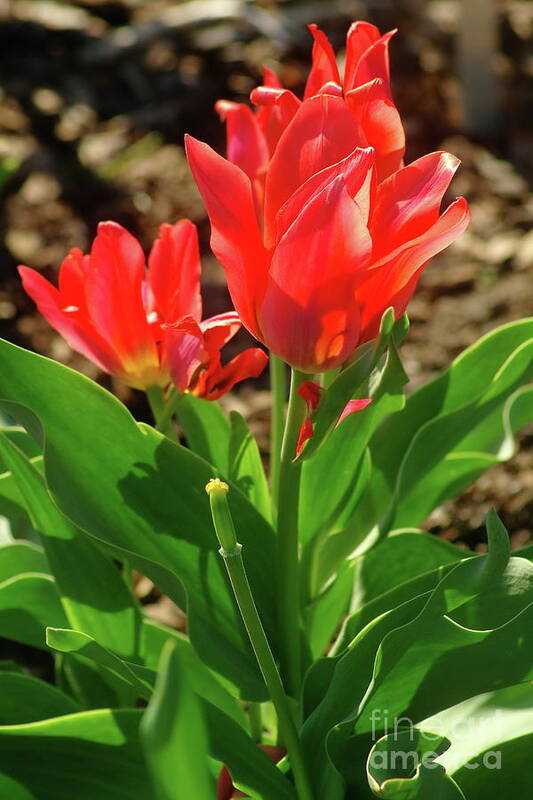 Red Tulip Poster featuring the photograph Beauty In Red by Dariusz Gudowicz