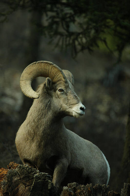 Mamals Poster featuring the photograph Bighorn Ram by Larry Robinson