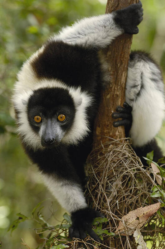 Mp Poster featuring the photograph Black And White Ruffed Lemur Varecia by Pete Oxford