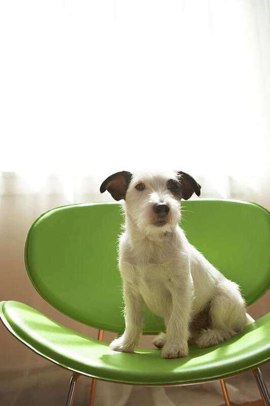 Vertical Poster featuring the photograph Black And White Terrier Dog Sitting On Green Chair By Window by Chris Amaral