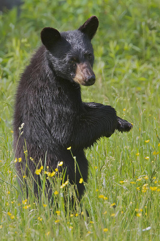 Black Bears Poster featuring the photograph Black Bear by Dale J Martin