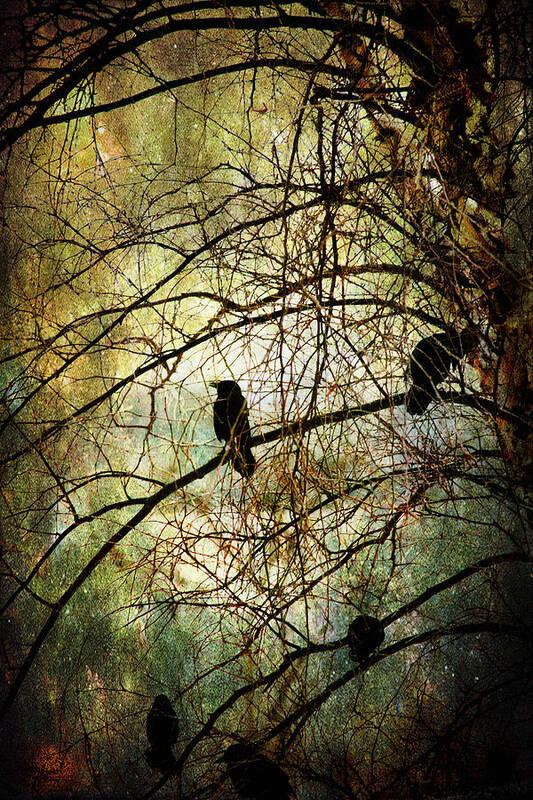 Birds Poster featuring the photograph Black Birds by John Rivera