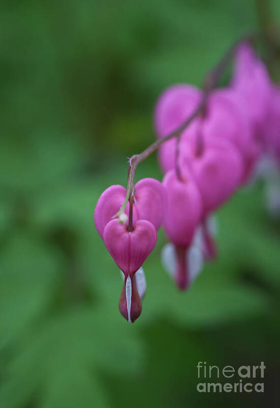 Bleeding Hearts Poster featuring the photograph Bleeding Heart Parade by Carolyn Fox