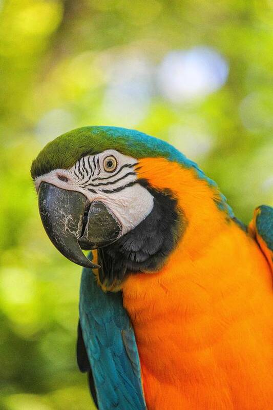 Bird Poster featuring the photograph Blue And Gold Macaw by Peter Ciro