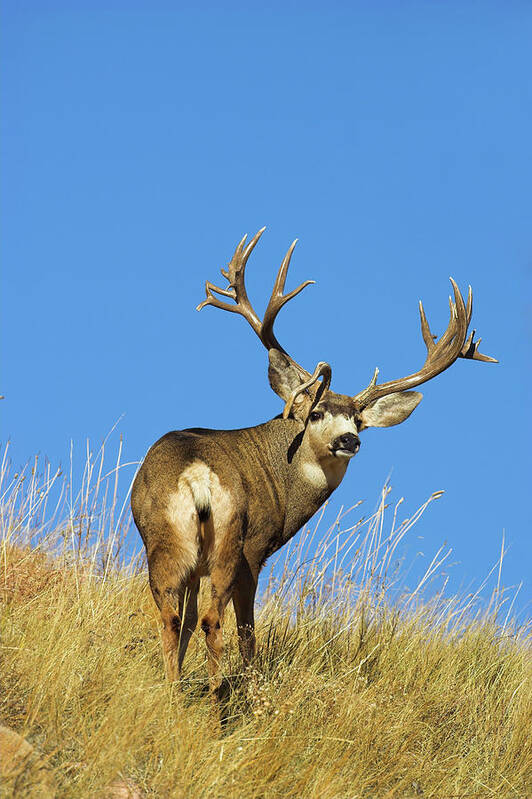 Mule Deer Poster featuring the photograph Blue Sky Buck by D Robert Franz