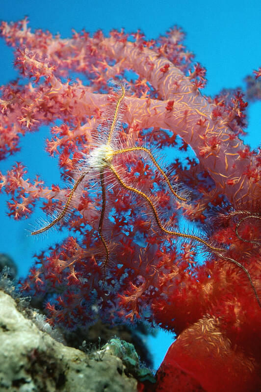 Ophiothrix Sp. Poster featuring the photograph Brittle Star On A Soft Coral by Georgette Douwma