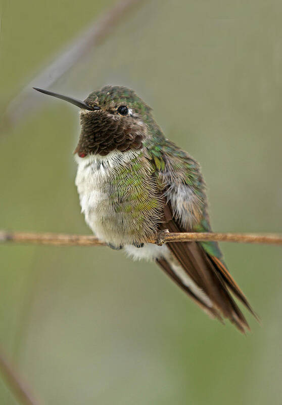 Hummingbird Poster featuring the photograph Broad-Tailed Hummingbird by Juergen Roth