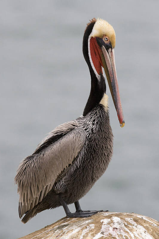 00429834 Poster featuring the photograph Brown Pelican In Breeding Plumage La by Sebastian Kennerknecht