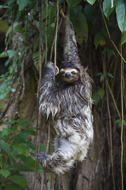 00456319 Poster featuring the photograph Brown Throated Three Toed Sloth Mother by Suzi Eszterhas