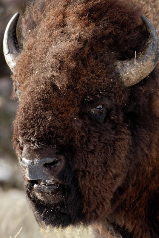 Bison Buffalo American Endangered Species Extinction Recovery Yellowstone Poster featuring the photograph Bull Bison by D Robert Franz