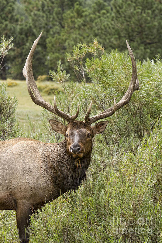 Elk Poster featuring the photograph Bull Elk Eyes by James BO Insogna