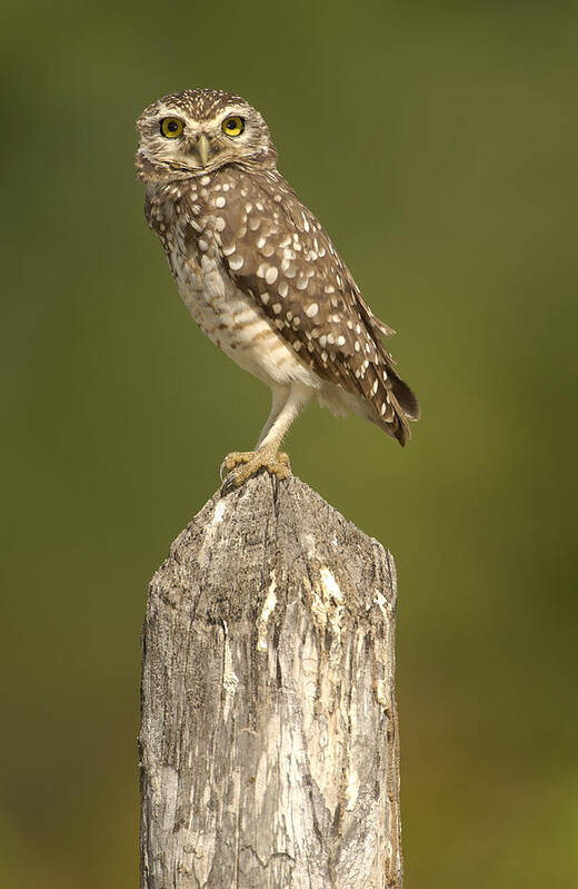 Mp Poster featuring the photograph Burrowing Owl Athene Cunicularia Adult by Pete Oxford