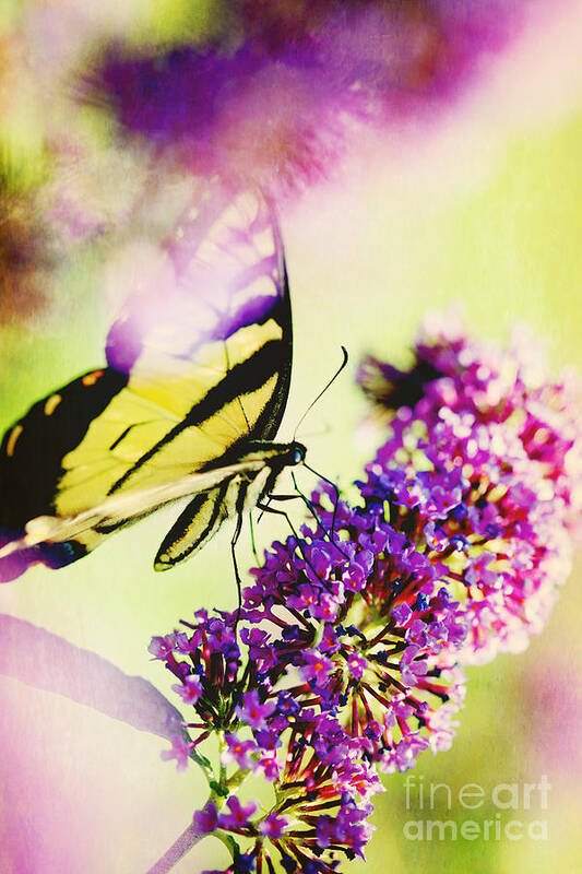 Butterfly Poster featuring the photograph Butterfly Beauty by Kim Fearheiley