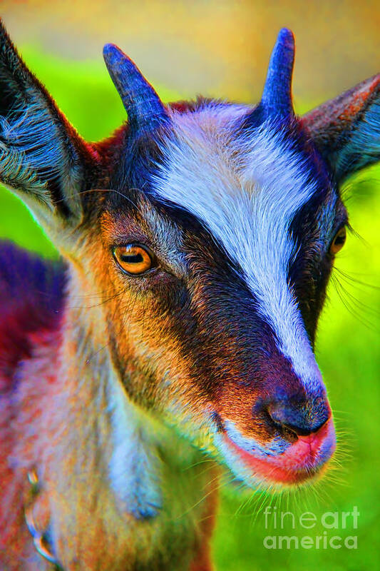 Candy Goat Poster featuring the photograph Candy Goat by Mariola Bitner