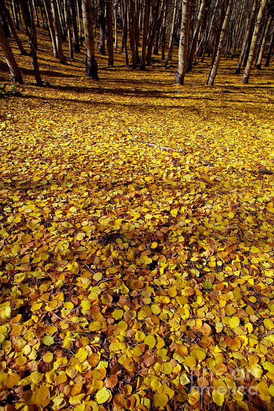 Aspen Leaves Poster featuring the photograph Carpet of Aspen Leaves by Barbara Schultheis