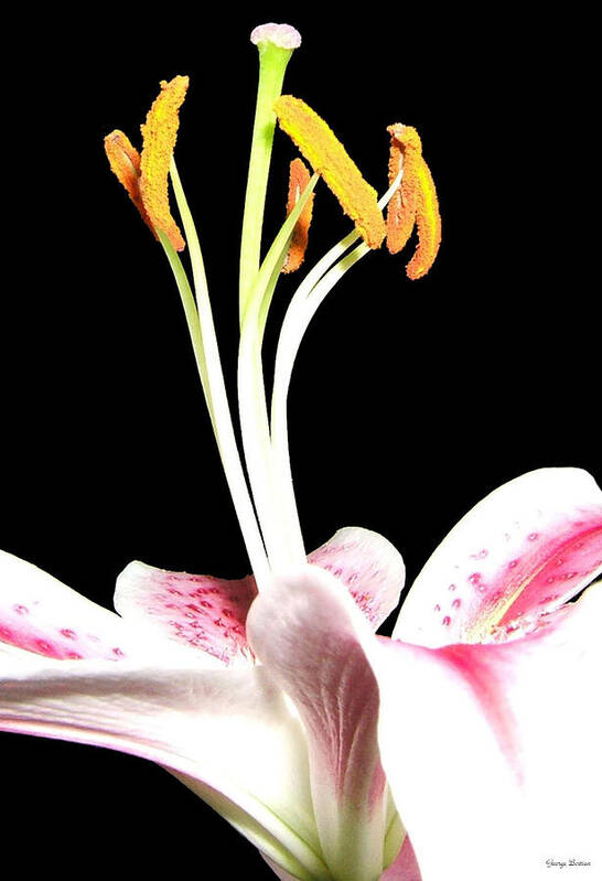 Lily Poster featuring the photograph Centerpiece Lily 001 by George Bostian