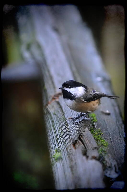 Bird Poster featuring the photograph Chickadee by Sandra Sigfusson