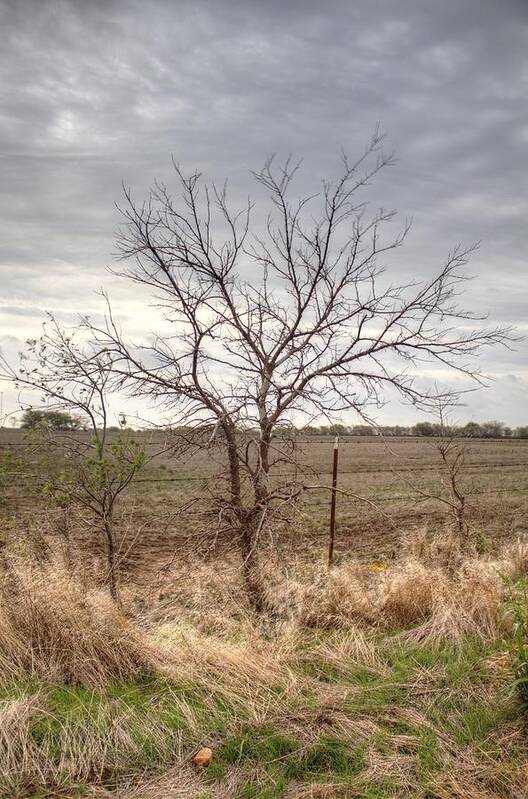 Oklahoma Poster featuring the photograph Color - Country Tree by Peter Ciro