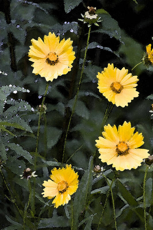 Nature Poster featuring the photograph Coreopsis by Michael Friedman