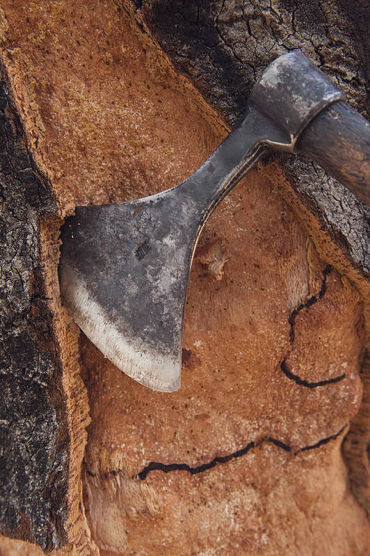 00450293 Poster featuring the photograph Cork Oak Bark Harvesting by Pete Oxford