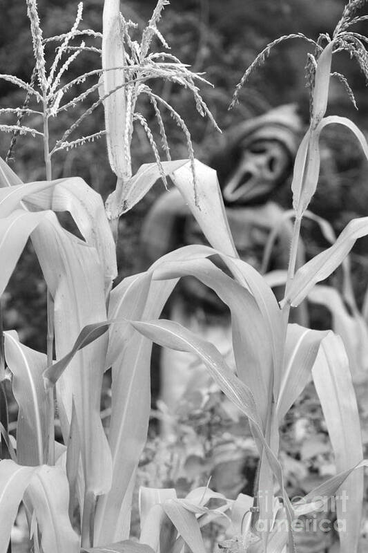 Garden Poster featuring the photograph Cornstalks Black and White by James BO Insogna