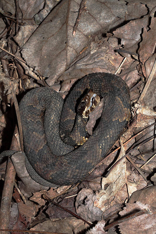 Agkistrodon Piscivorus Poster featuring the photograph Cottonmouth by Daniel Reed