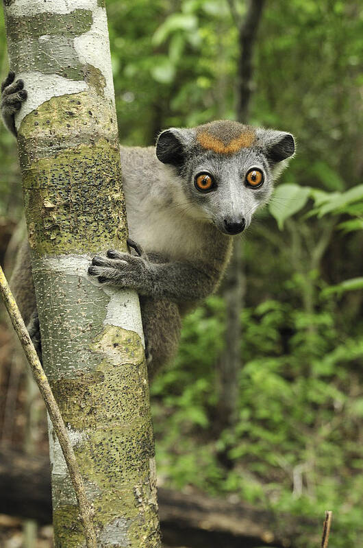 Mp Poster featuring the photograph Crowned Lemur Eulemur Coronatus Female by Thomas Marent