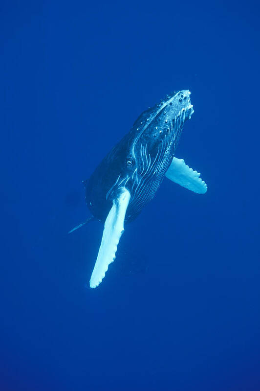 00114523 Poster featuring the photograph Curious Humpback Whale Calf Off Maui by Flip Nicklin