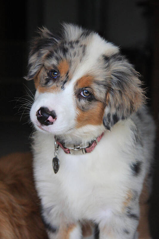 Australian Shepherd Poster featuring the photograph Curious by Kelley Nelson