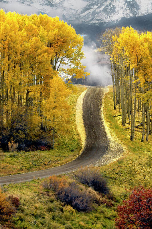 Aspens Poster featuring the photograph Cutting Through the Aspens by Dave Mills