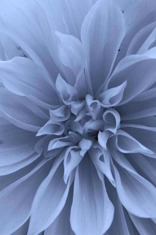 Flora Poster featuring the photograph Dahlia in Blue by Bruce Bley