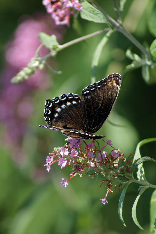 Butterfly Poster featuring the photograph Dancing Colors by Margie Avellino