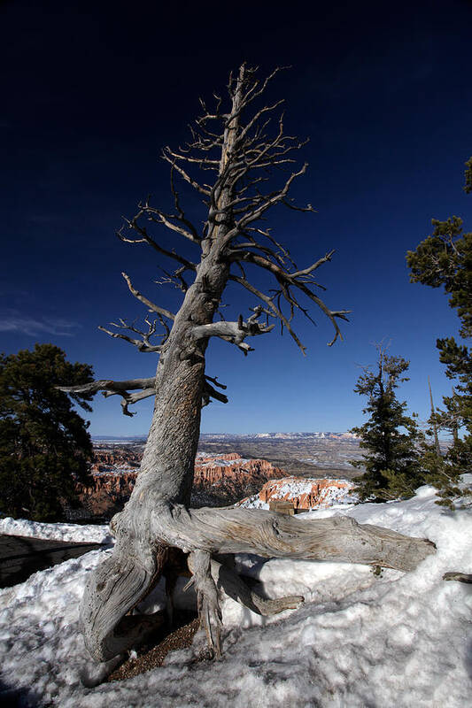 Bryce Canyon Poster featuring the photograph Dead Tree over Bryce Canyon by Karen Lee Ensley