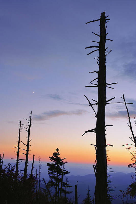 Blue Poster featuring the photograph Dead Trees And Moon At Dusk by Yves Marcoux