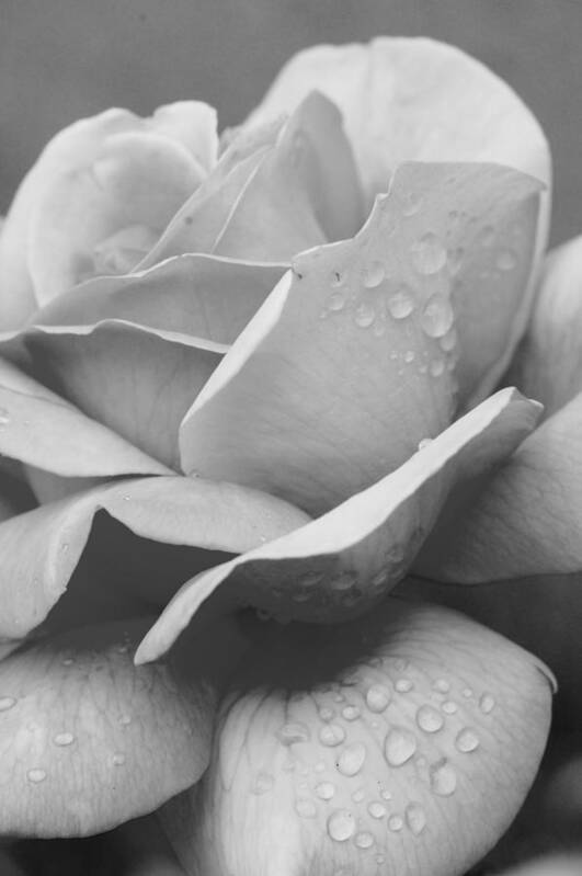 Rose Poster featuring the photograph Dewy Black and White Rose by Amy Fose