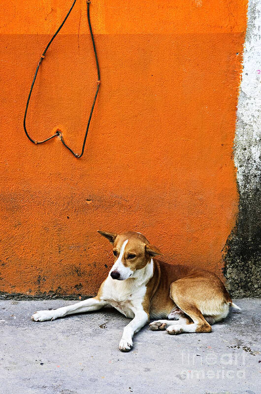 Dog Poster featuring the photograph Dog near colorful wall in Mexican village by Elena Elisseeva