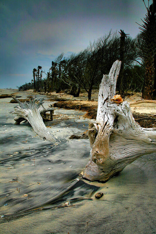 Beach Poster featuring the photograph Driftwood and Beach by Steven Ainsworth