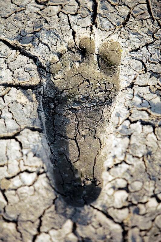 Environment Poster featuring the photograph Drought, Conceptual Image by Photostock-israel