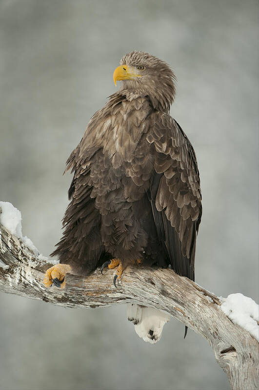 Eagle Poster featuring the photograph Eagle relaxing on a branch - Just Chillin' by Andy Astbury