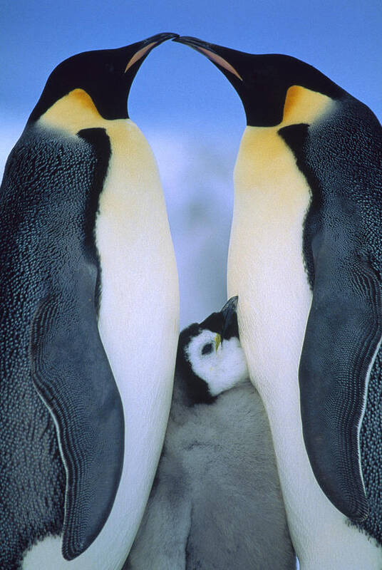 00140141 Poster featuring the photograph Emperor Penguins Aptenodytes Forsteri by Tui De Roy