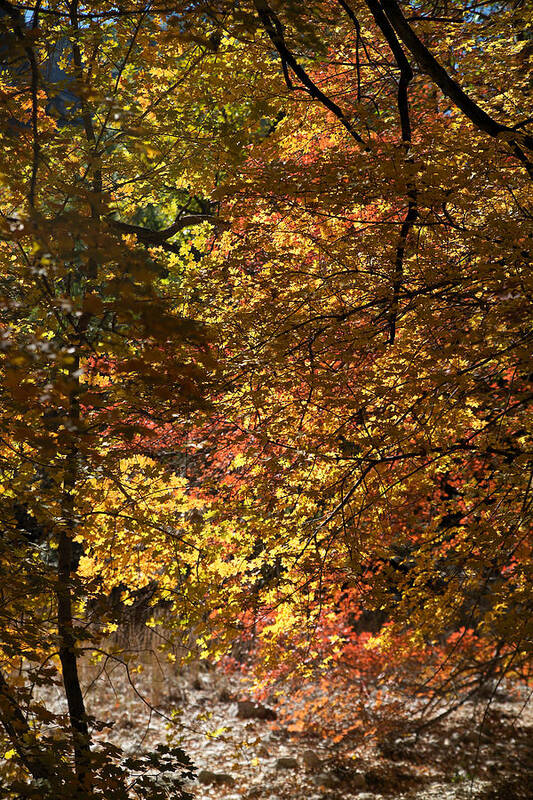 Red Poster featuring the photograph Fall Color 8 by Harry Noble
