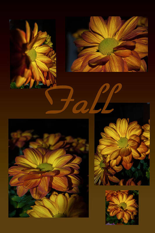 Mums Poster featuring the photograph Fall Flowers Collage by Judy Hall-Folde