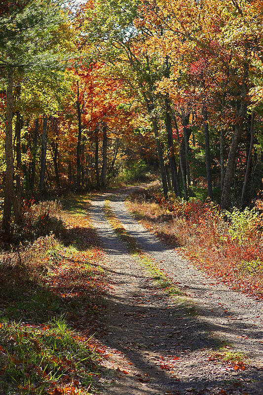 Autumn Poster featuring the photograph Fall On The Wyrick Trail by Denise Romano