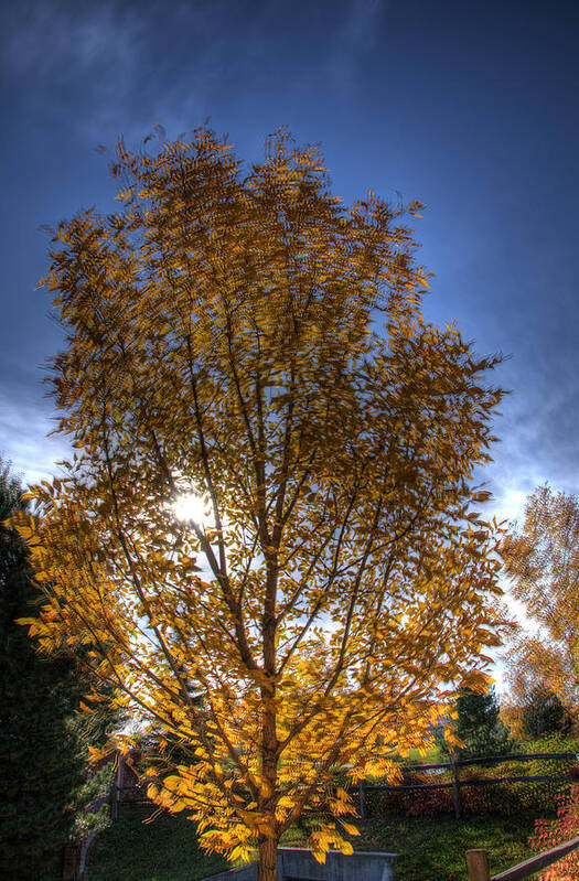 Fall Poster featuring the photograph Fall Tree by Paul Beckelheimer