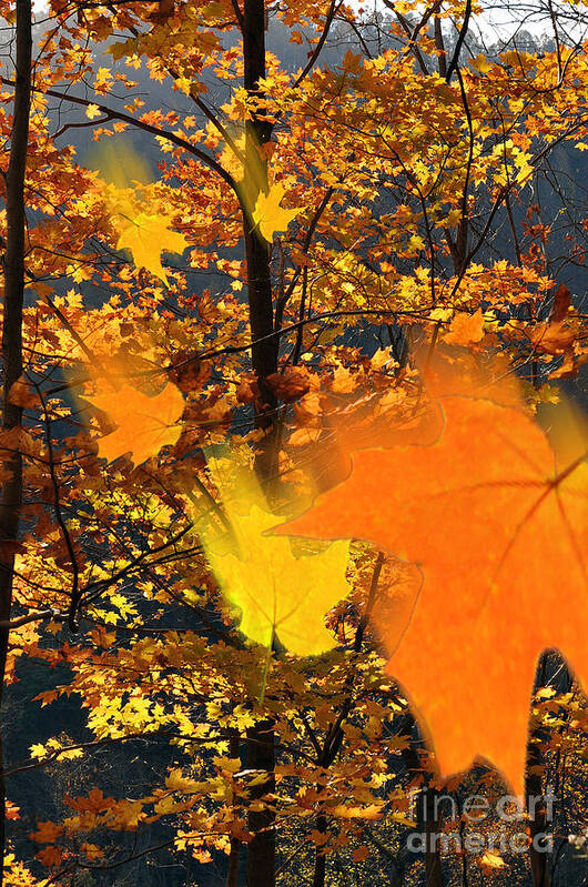 Falling Leaves Poster featuring the photograph Falling leaves in fall by Dan Friend