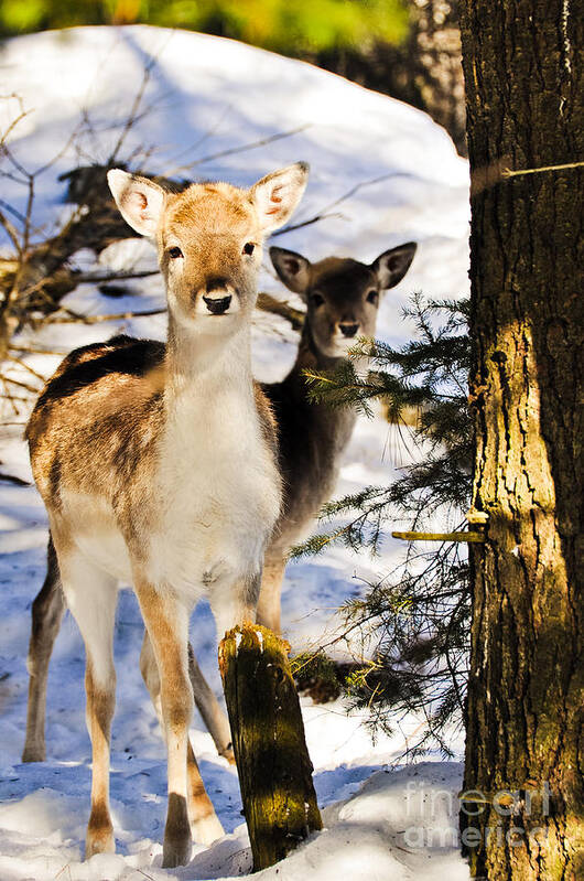 Fallow Deer Poster featuring the photograph Fallow Deer by Cheryl Baxter