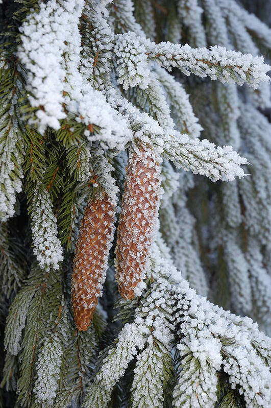 Cones Poster featuring the photograph Fir cones in winter by Matthias Hauser
