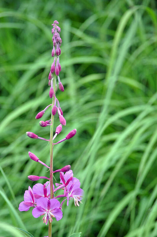 Alaska Poster featuring the photograph Fireweed by Lisa Phillips